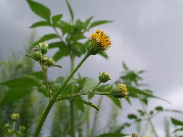 e0025300_1535024.jpg