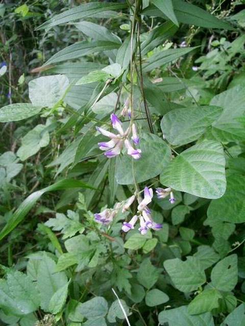 e0025300_1537124.jpg