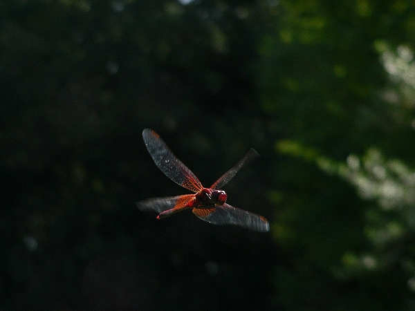 e0002314_2326414.jpg