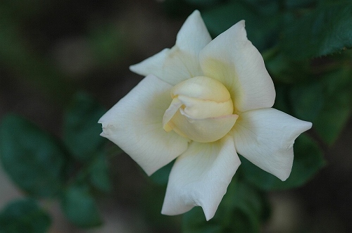 a0017634_7385590.jpg