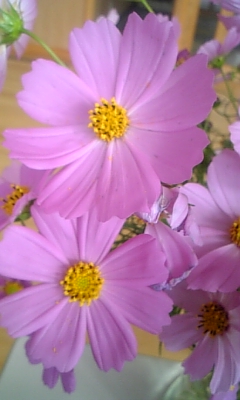 d0067640_188388.jpg