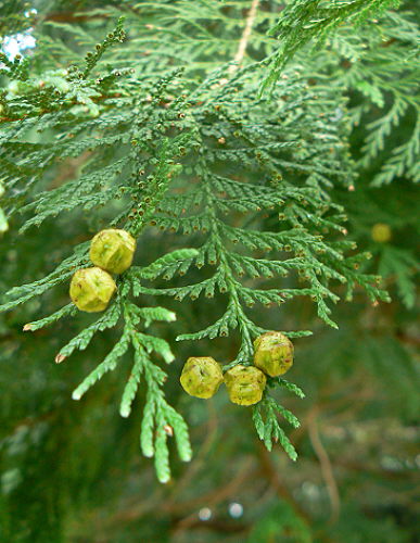d0091754_1141086.jpg