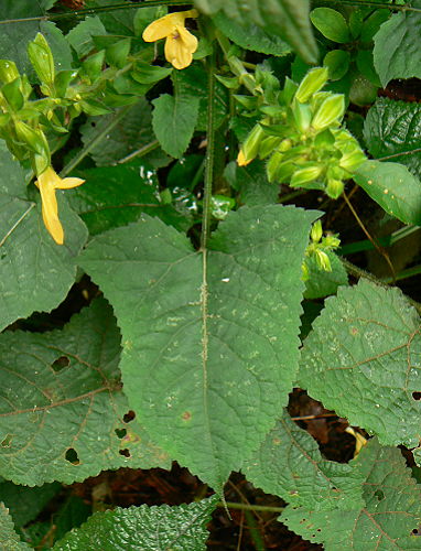 d0091754_126768.jpg