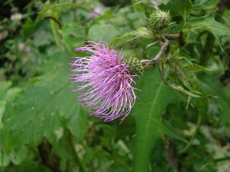 a0091666_21274257.jpg