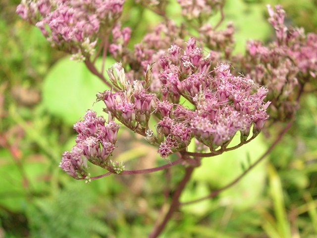 a0091666_2131982.jpg