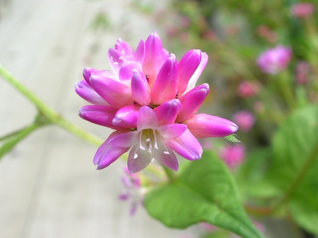 a0091666_21374030.jpg