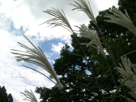 a0091666_21474889.jpg
