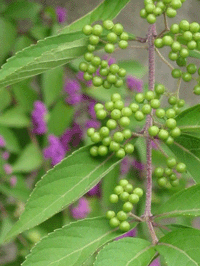 d0094868_12102261.gif