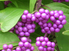 d0094868_12103723.gif