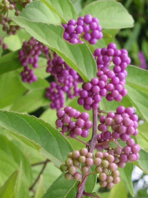 d0094868_1265226.jpg