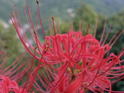c0042869_2115252.jpg