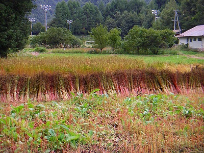f0182173_23613.jpg