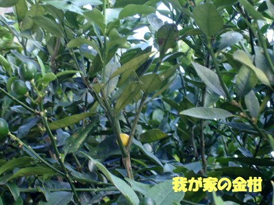 f0003174_13353668.jpg