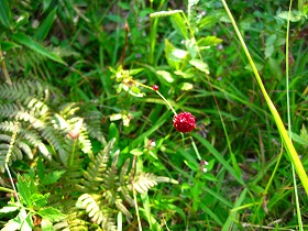 e0012808_116351.jpg