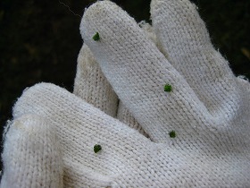 e0012808_1172977.jpg