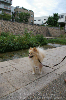 b0075318_21185874.gif
