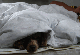 c0136736_21215850.gif