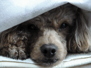 c0136736_21253721.gif
