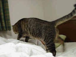 c0136736_21311739.gif