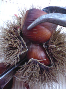 c0155853_1735568.jpg