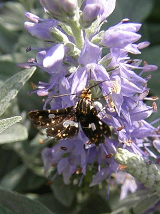e0064158_0383910.jpg