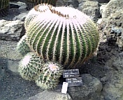 c0104662_11302532.jpg