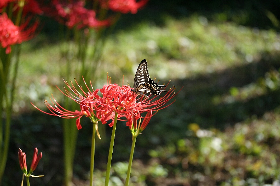 b0084270_14274250.jpg