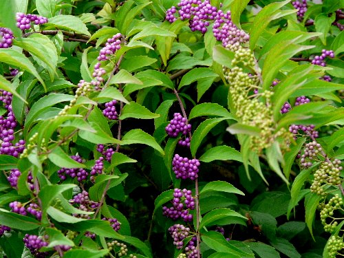 d0084473_1951839.jpg