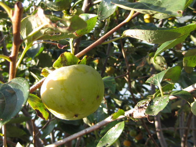 f0143386_2181580.jpg