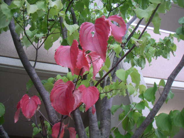 c0173896_9302938.jpg