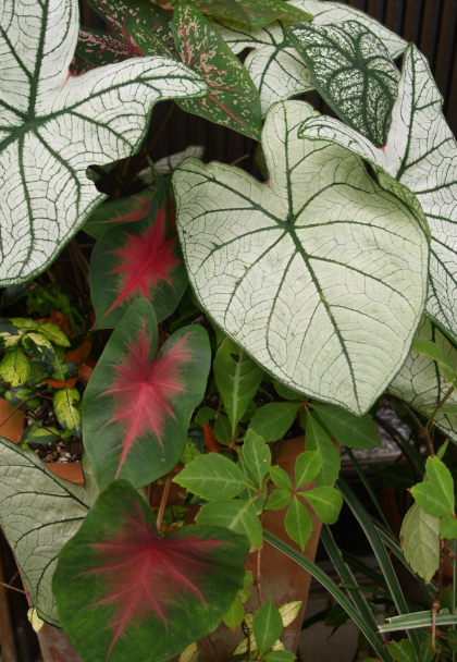 e0089001_21303014.jpg