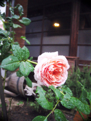 d0077603_10344865.jpg