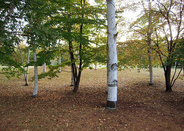 b0085526_85883.jpg
