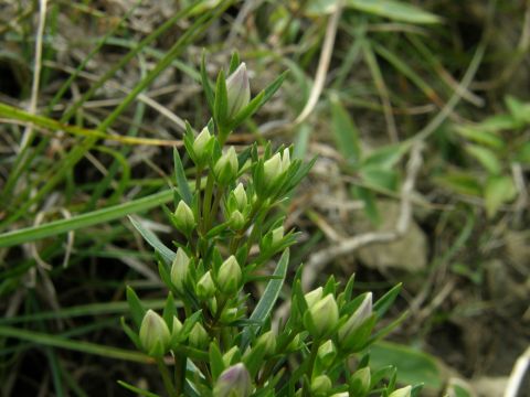 e0145033_1113505.jpg