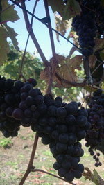 c0161459_1635251.jpg