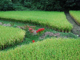 d0087062_2032260.jpg