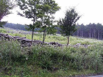 f0181173_1683762.jpg