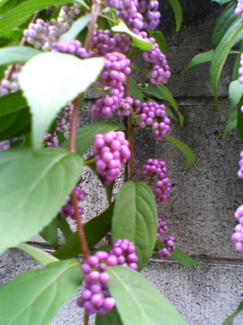 f0054677_8583247.jpg