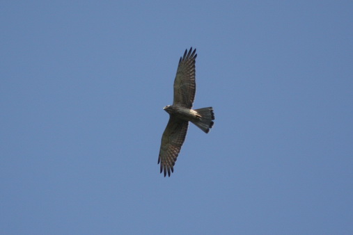 a0097298_1520345.jpg