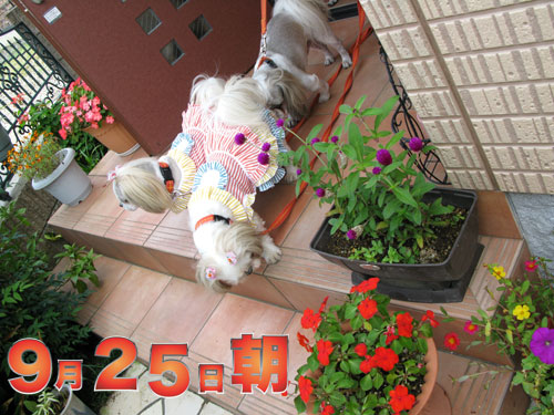 c0011204_1731413.jpg