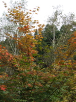 d0023704_20232687.jpg