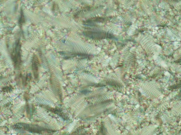 c0164709_21364725.jpg