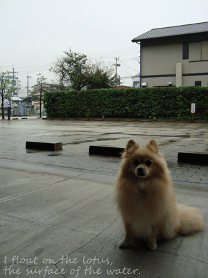 b0075318_1611029.gif