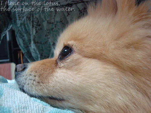b0075318_166434.gif