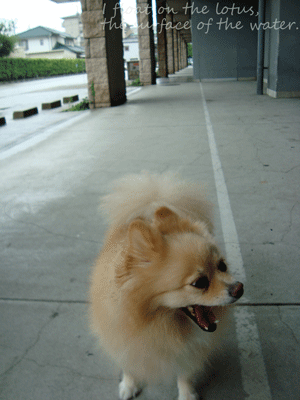 b0075318_1685033.gif