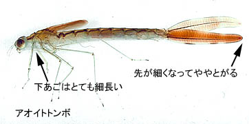 b0080718_10392983.jpg