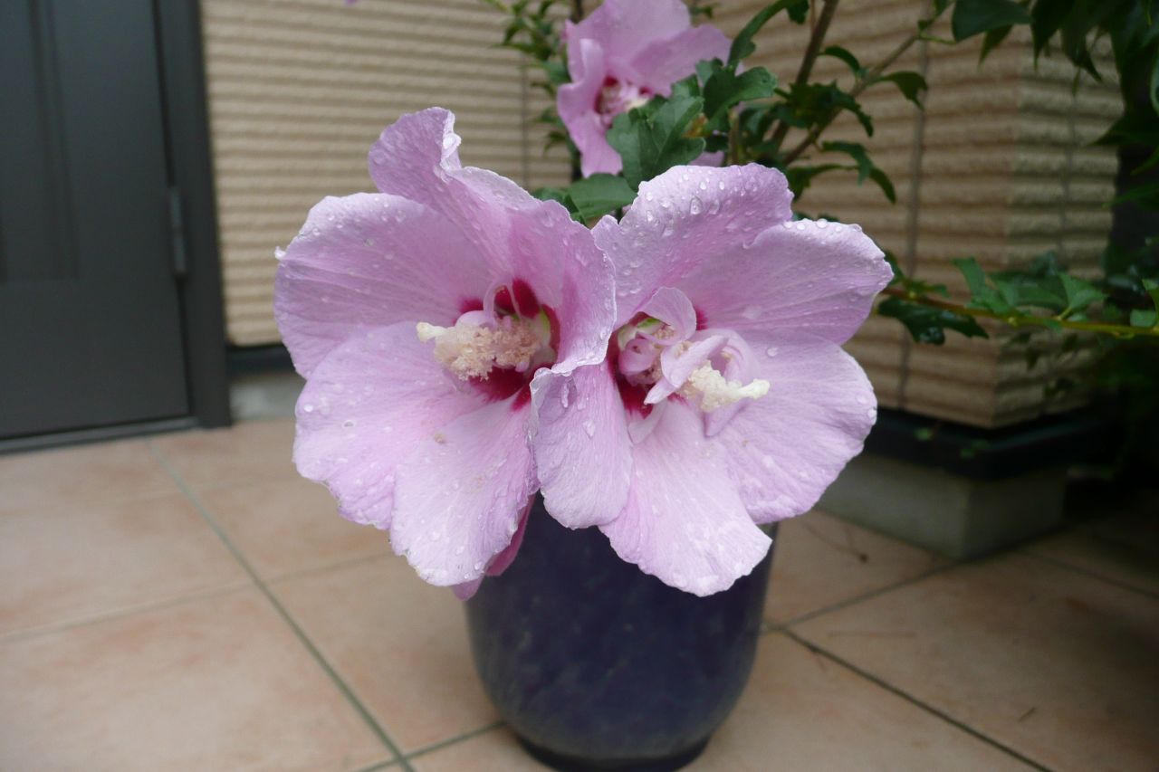 e0033229_20361610.jpg