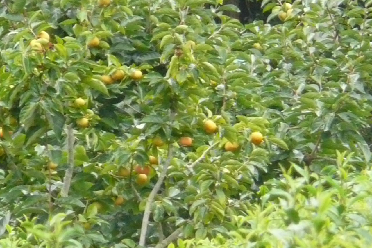 e0033229_20541482.jpg