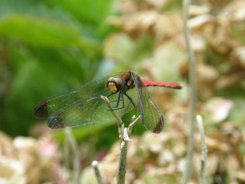 c0042869_1029883.jpg