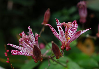c0009981_5354723.jpg